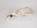 Parasemidalis fuscipennis